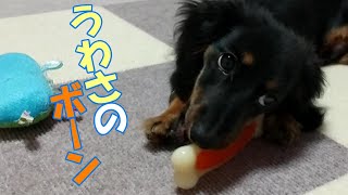 【子犬のおもちゃ】はじめてボーンをあげたときの反応がこちらです【カニンヘンダックスのプルート,dachshund】