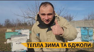 Бджоли та тепла зима: як проходить зимівля на нашій пасіці? 🐝