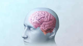 Mental Health: How the Brain Works