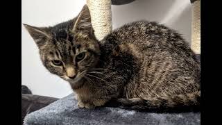 Rupert the 4Chan Cat