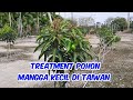 Treatment Pohon Mangga Kecil Agar Cepat Keluar Bunga