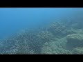 Posidonia Gardeners - Blue Sea Dive Center in Taormina