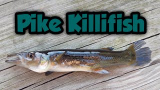 On the Hunt for Pike Killifish