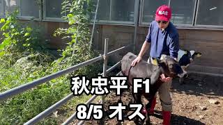 10/3 岡山家畜市場 出荷予定 子牛紹介‼️百合美に秋忠平🐃🐂 福之姫 北美津久 大阪 堺市 酪農