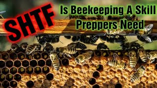 SHTF Survival Skills, Is Beekeeping One