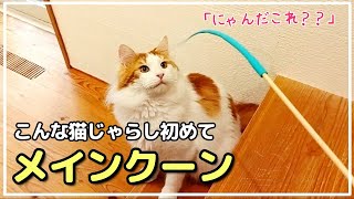 【おすすめ猫グッズ】新種の猫じゃらしに大興奮のメインクーン