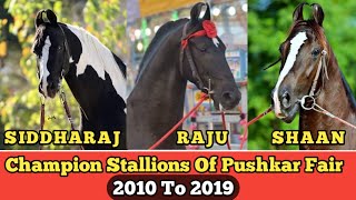 Marwari Stallion Ring Winners Of Pushkar Horse Fair 2010 to 2019 !!