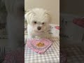 スプーンでごはんを食べたよ😋 shorts pets dog asmr