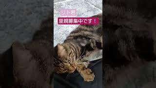 リト君　#里親募集中 #保護猫 #猫 #shorts