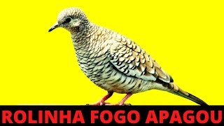 1 HORA DE CANTO DA ROLINHA FOGO APAGAOU NA NATUREZA