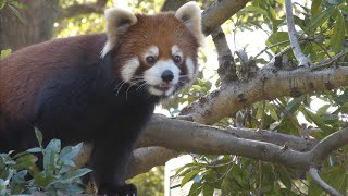 レッサーパンダ　リーファちゃん　笹の葉たくさん食べています　【のんほいパーク】Red panda Leafa-chan Toyohashi Zoo