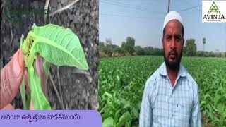 Tobacco / పొగాకు పంట