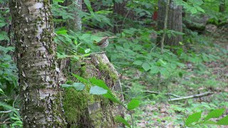 Seeing the Forest THROUGH the Trees - The Elusive Hermit Thrush