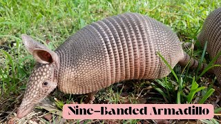 Nine Banded Armadillo