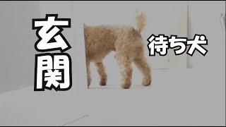 弟犬の帰りを待ち続ける兄犬、そしてその後【涙】