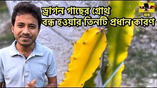 ড্রাগন গাছের গ্রোথ থেমে যাওয়ার তিনটি প্রধান কারণ |  Three reasons why dragon trees stop growing