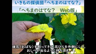 【Web版】へちまのはてな？を観察しよう！受粉編「さすてな☆いきもの探偵団」