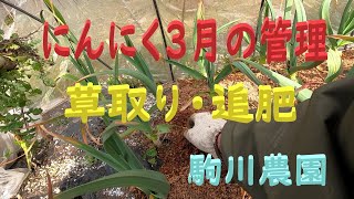 にんにく3月の管理　草取りと追肥　邑南町　駒川農園　22.3.3