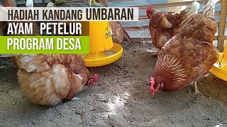 Kandang Ayam Petelur Semi Umbaran Program dari Desa | Kenapa Lama Tidak Upload pak ?