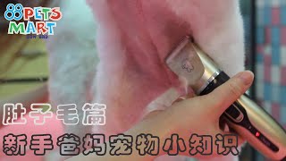 如何修剪狗的肚子毛 | How To Trim Your Dog’s Belly Hair