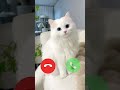 sevimli kedi telefon araması