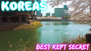 🌸Best Cherry Blossoms in KOREA🌸🌸 My First Weekend Seoul Trip🌸