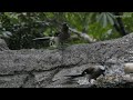 樹鵲 gray treepie 2022 8 24 1700 台北市立動物園 野鳥 taipei zoo wild birds