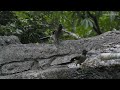 樹鵲 gray treepie 2022 8 24 1700 台北市立動物園 野鳥 taipei zoo wild birds