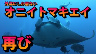 秋のマンタ祭り！！　外洋にしか居ないオニイトマキエイ