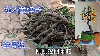 盆景素材：小伙刚刚挖回来的灌木金弹子，今天全母桩，绝对新鲜。