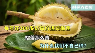 每年花200多亿高价进口榴莲，榴莲那么贵，为什么我们不自己种植