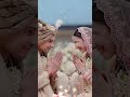 kiara advani and sidharth malhotra wedding | kiara siddharth wedding | marriage video #shorts