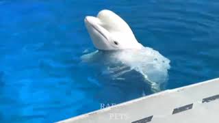 Dolphin days🐬 Amazing dolphin 🐬 Funniest dolphin🐬 funny dolphin🐬 Fish🐬 Dubai dolphin 🐬 dolphin show