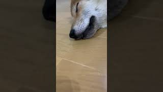 ベロが長すぎてちょっと出てる柴犬