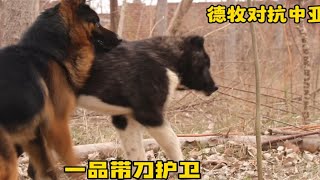 德牧对抗中亚犬，究竟谁会更胜一筹，这剧情反转来得太快没有想到德牧对抗中