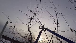 Pruning Evercrisp apple trees