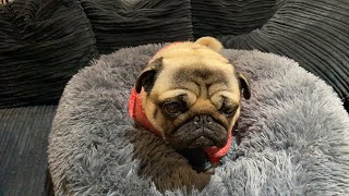 CUTE SLEEPY PUG 2021 | Pangpang the Pug is so tired but isn't ready to go to sleep (short)