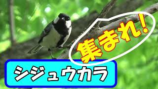 シジュウカラ　「集まれ」