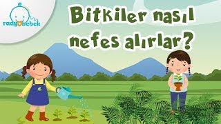 Bitkiler Nasıl Nefes Alırlar? ☘🍀🌿| Radyo Bebek İzle-Öğren Videoları, Bunları biliyor musunuz ?