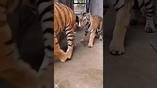 royal Bengal tiger  video # baaghi video#new #youtube #viral #shortsfeed #trending #tiktok 🐅🐅🐅🤩😍🥰