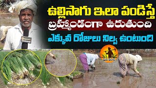 Ulli Sagu |Ulli Pempakam |Onion Farming in telugu | Agriculture | onion cultivation |mana Kisan Tv