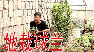 【養養養花花花】地栽幾盆球蘭小苗，讓它一年時間快生長，迅速爬滿5米高的牆面！