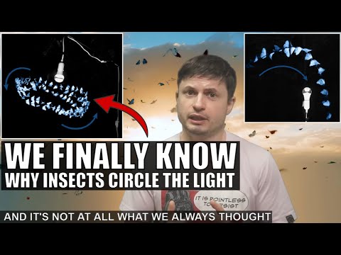 Why do insects fly around lights?
