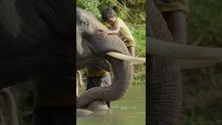 An Indian movie wins Oscar 2023 || 'The elephant whispers'.