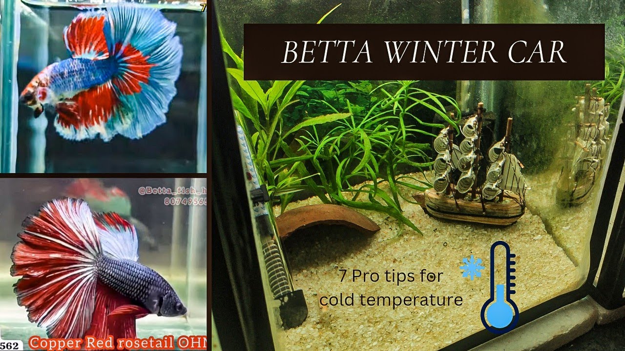 How To Care BETTA FISH In Winter | Betta Fish Care| Betta Aquarium ...