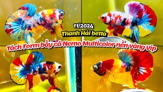 Tách form những bầy cá VIP Nemo Multicolor Galaxy nền vàng gene tốt 19-11-2024 [ THANH HẢI Betta ]