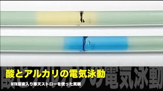 酸とアルカリの電気泳動【BTB溶液入りの寒天ストローの実験】