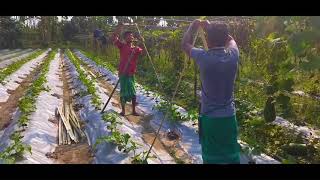 Cucumber farming || Bodoland Farmer cucumber farming last year 2020