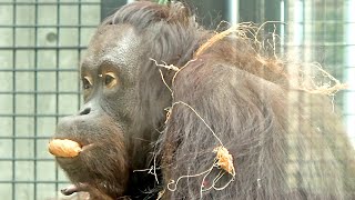 ヤシの実、食べれてよかったね!!　ひな・オランウータン　2023/01/17