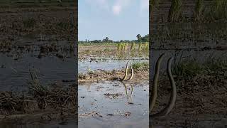 தண்ணீரில் புனையல் ஆடும் பாம்புகள் | எது உண்மை? எது சரி? | Two big snakes | Punayal | #snake #shorts